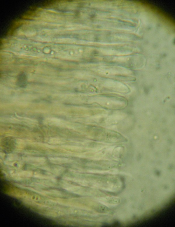Stereum? (Stereum gausapatum)